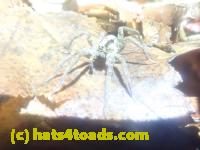 /home//u458753944/public_html/sourcegallery////Roxborough Toad Detour/2025/2025-03-05/P3051617.JPG